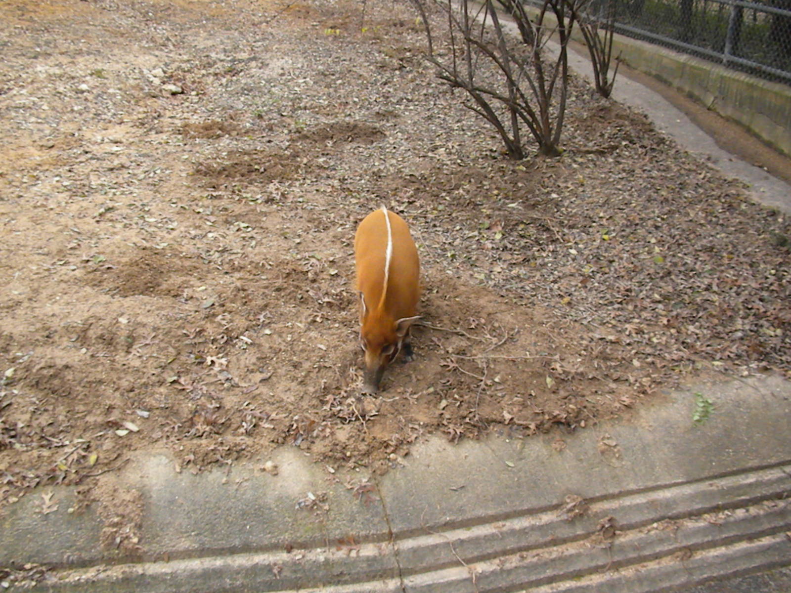 The Hill - Red River Hog