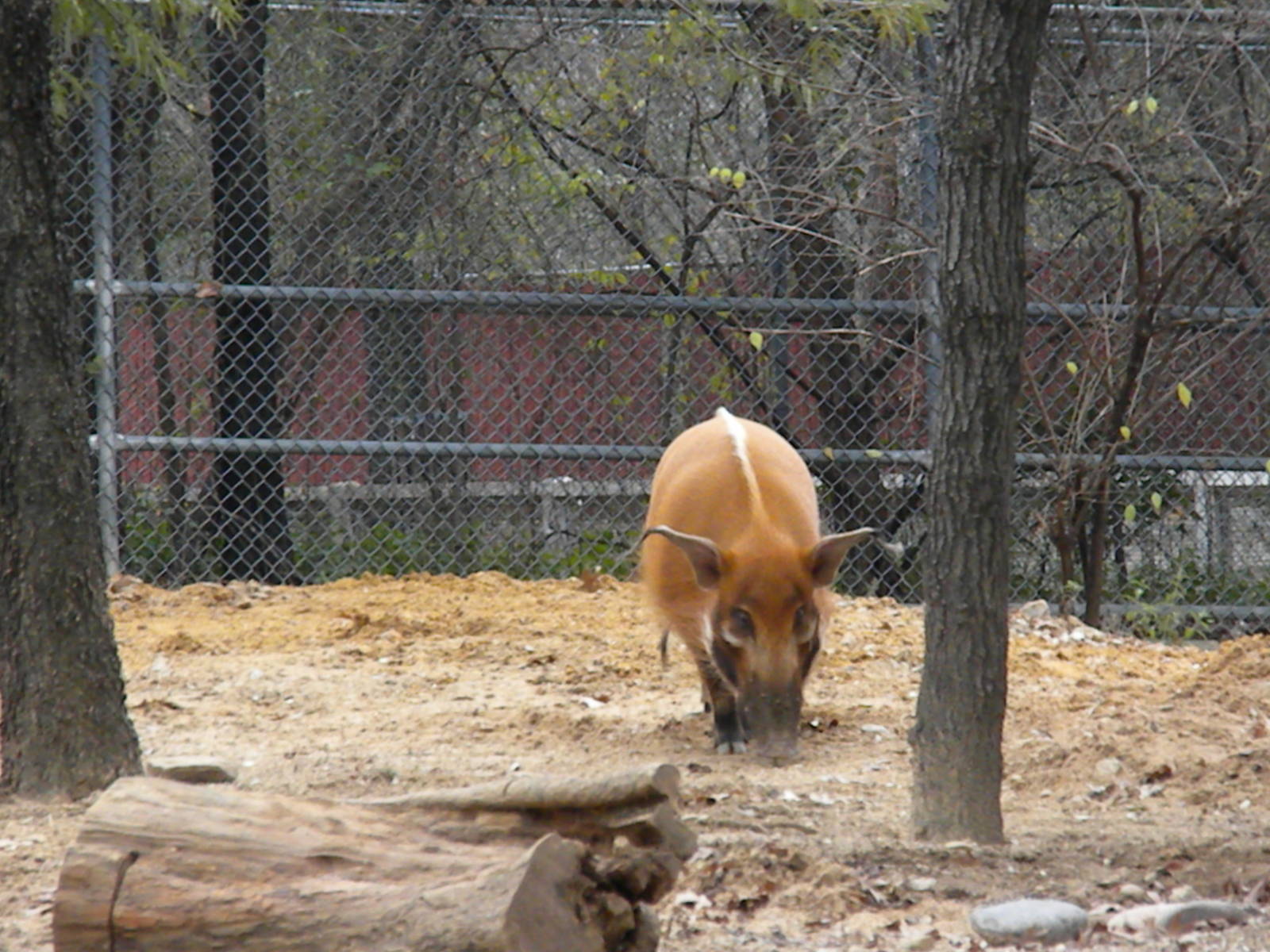 The Hill - Red River Hog