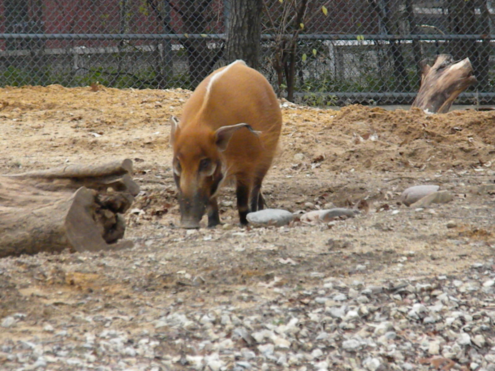 The Hill - Red River Hog