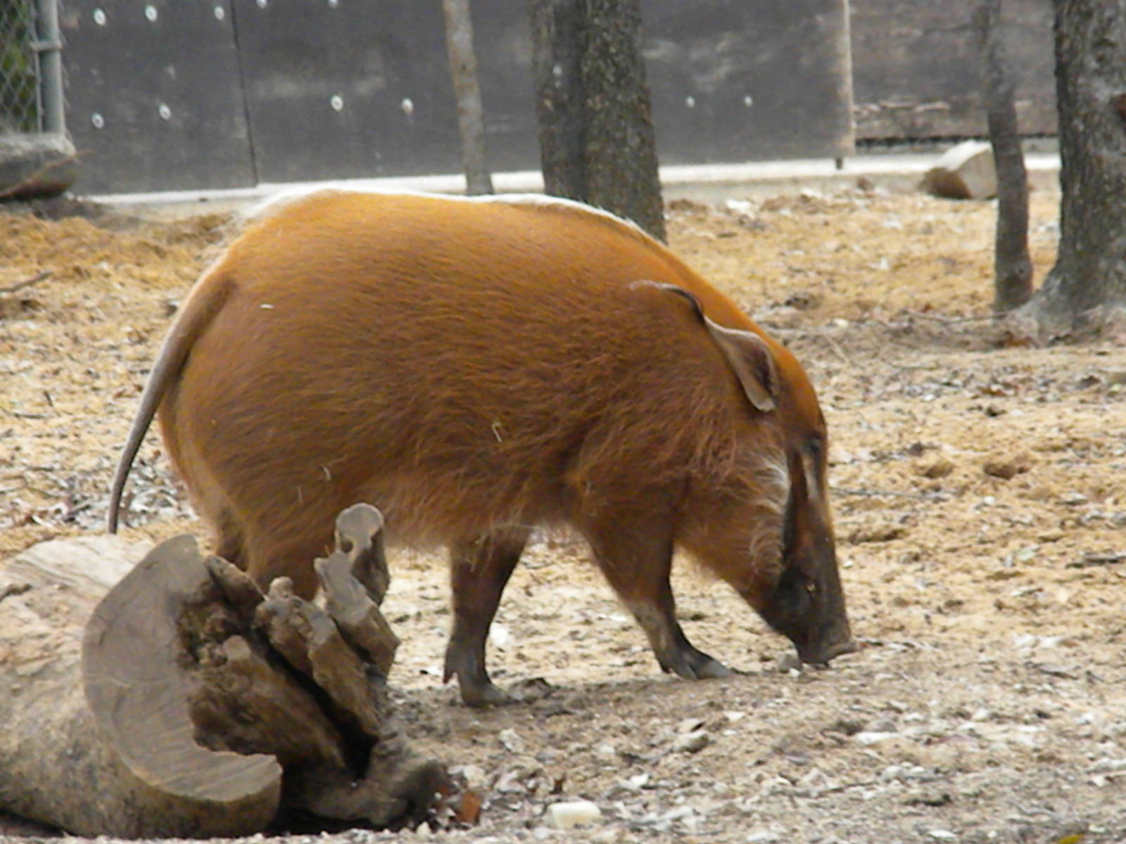 The Hill - Red River Hog