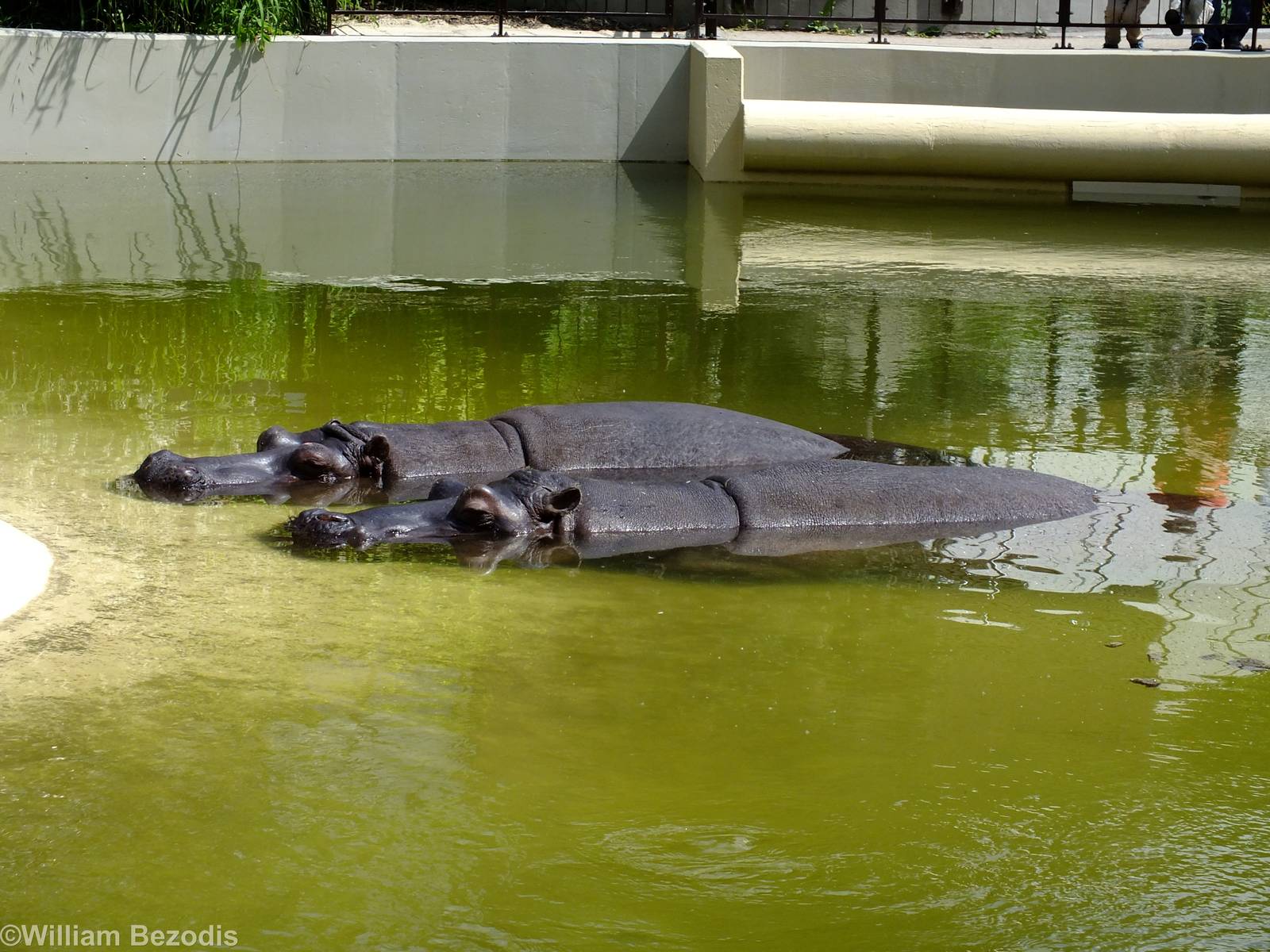 The Hippos in their Outdoor Pool