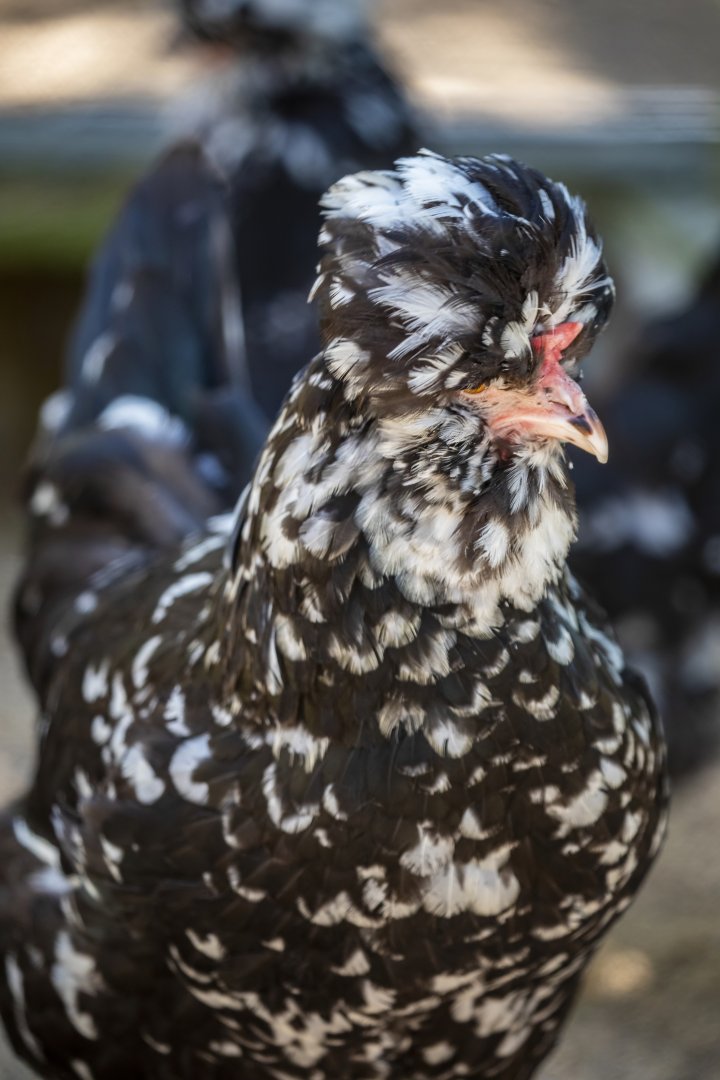 The Houdan or Poule de Houdan