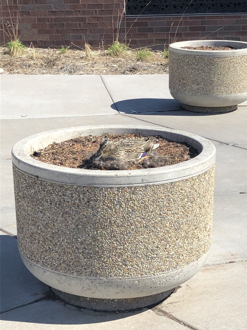 The Humans are away, any chance that I could make a nest here?-April-29th-2020.