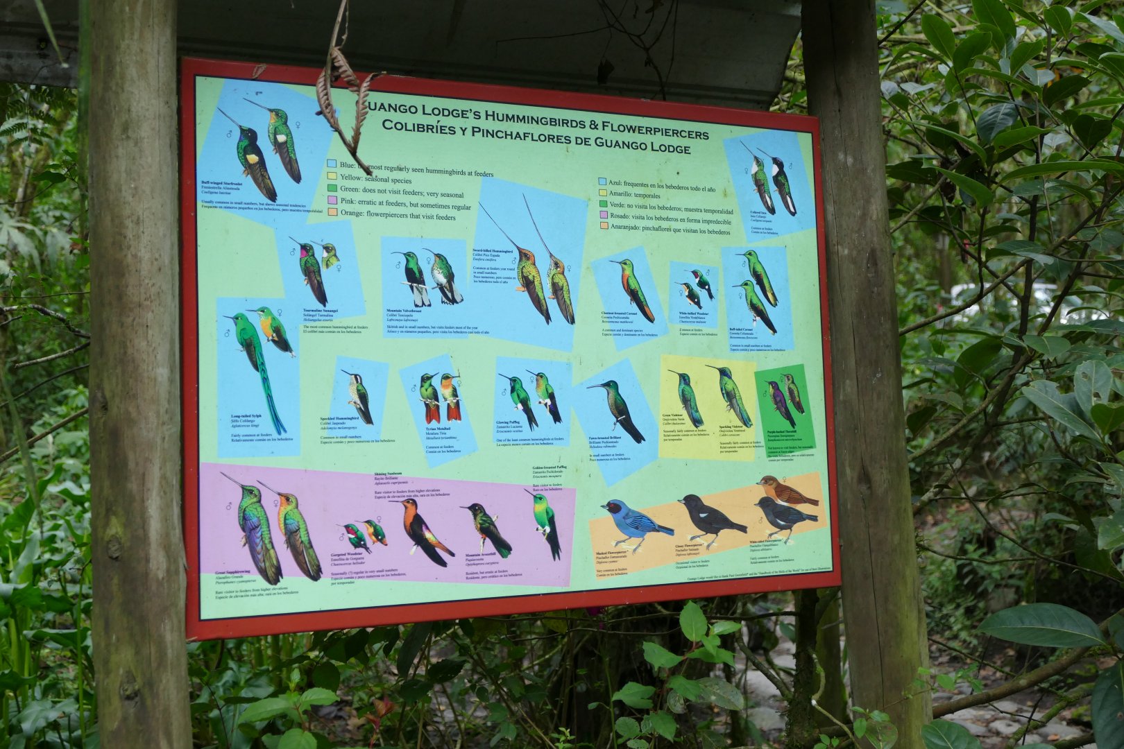 The hummingbirds of Gunago Lodge