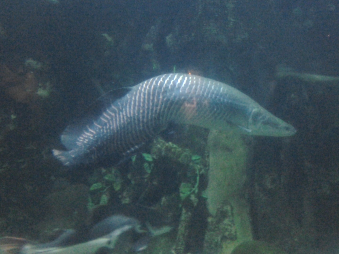 The Hunchback of Amazonia