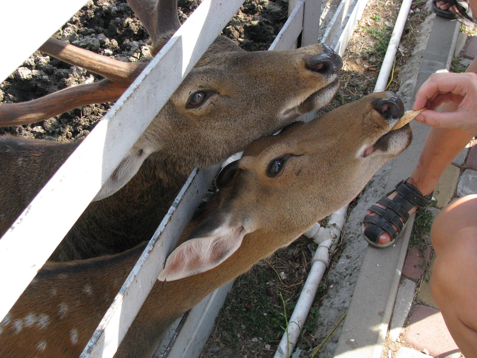 The hungriest deer ever