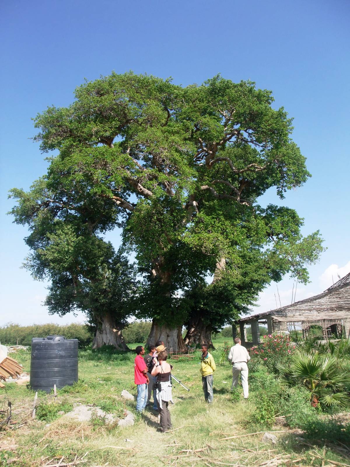 The Hyrax Tree at Ziway, 13/10/14