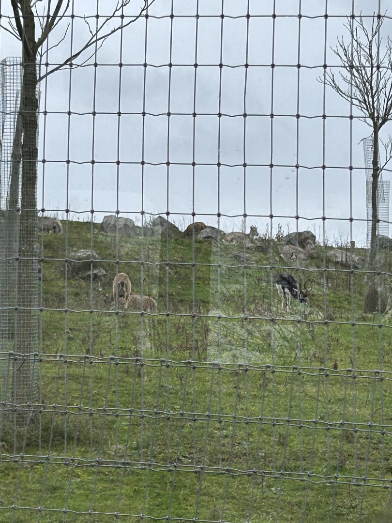 The Indian antelope and markhor exhibit seen from the train route