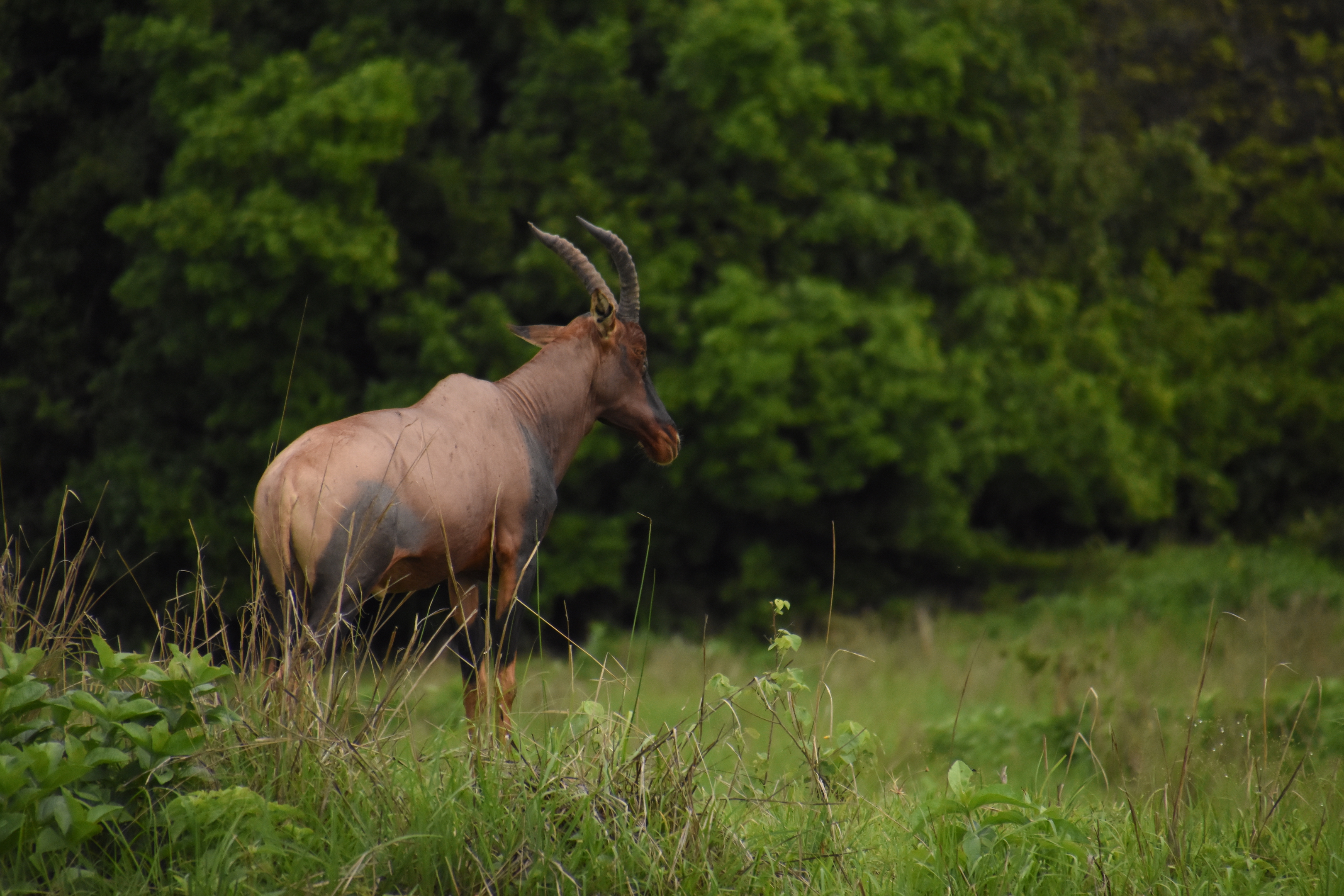 The infamous Ruaha topi