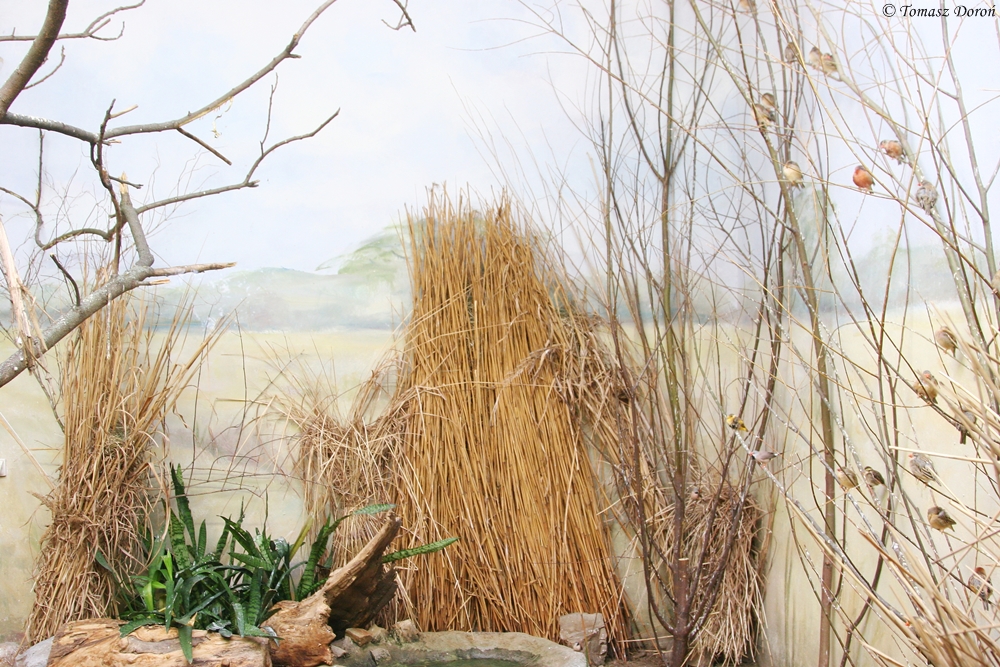 The inside aviary for African Queleas and other small birds