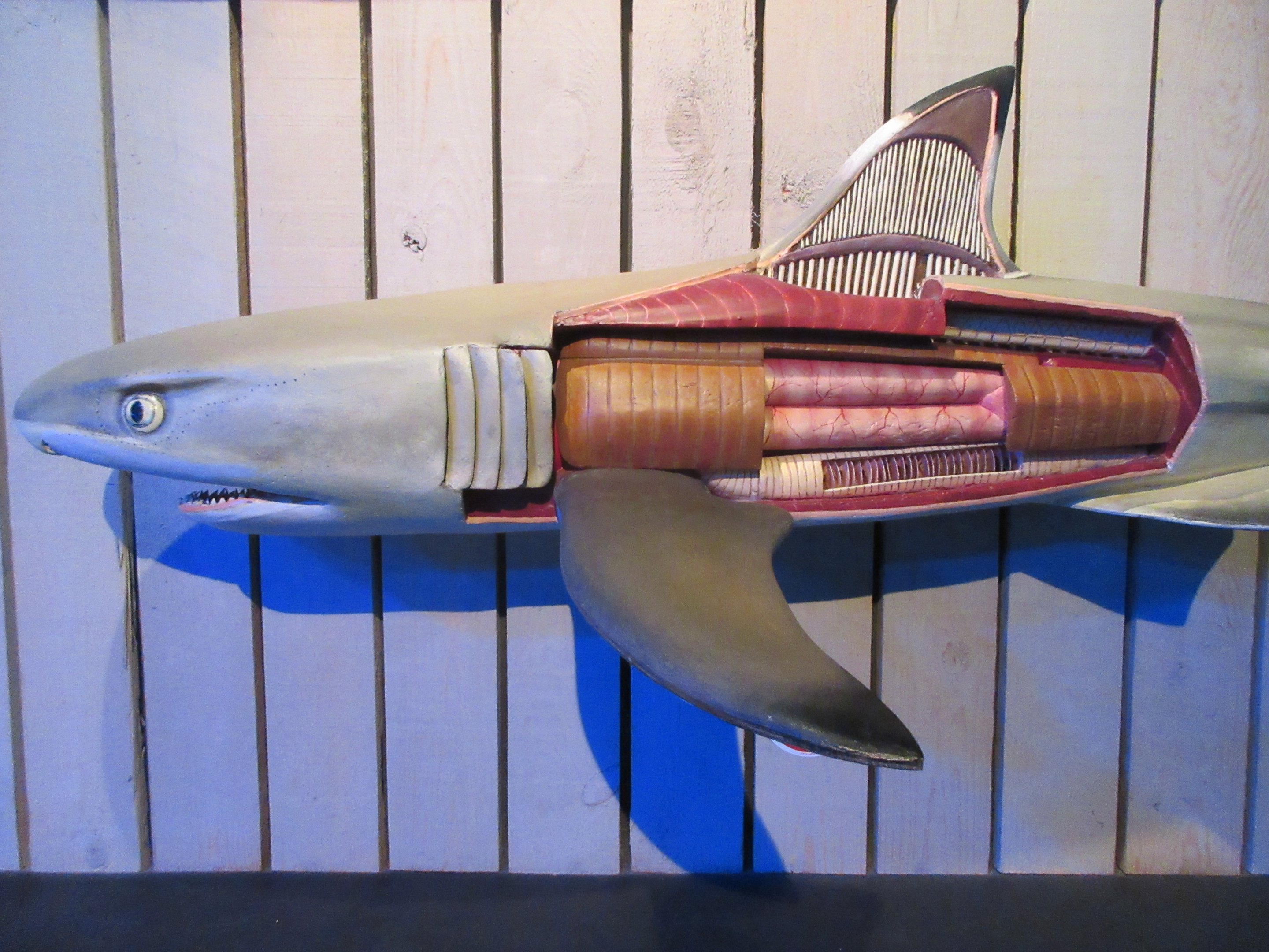 The inside of a shark!