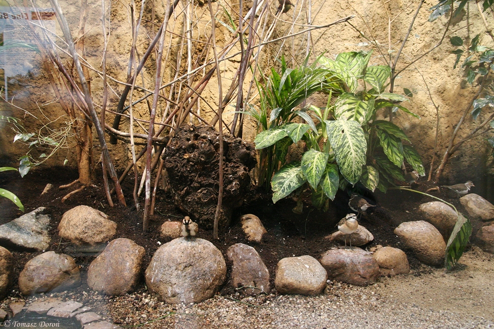 The interior of one of the aviary