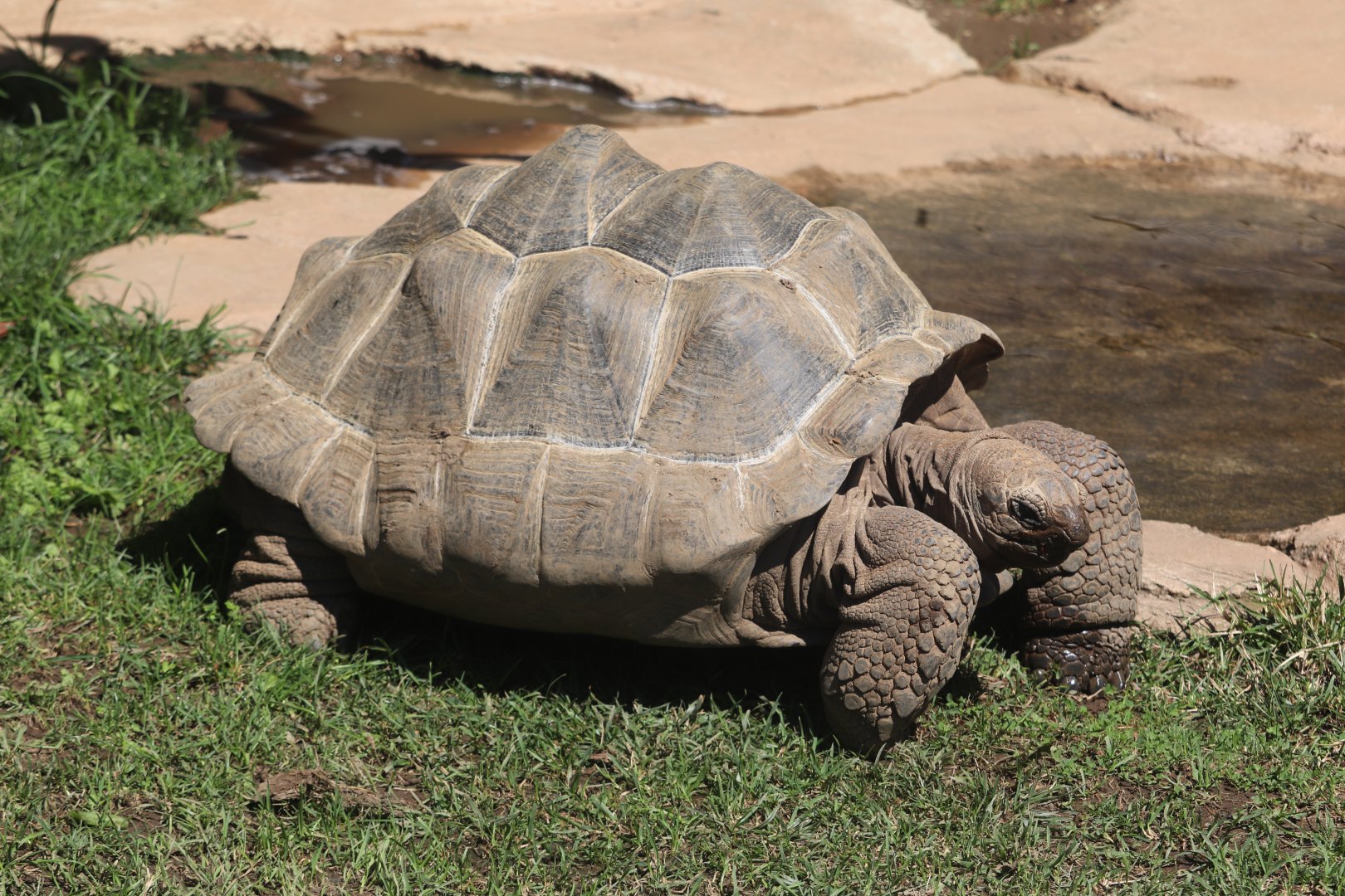 The Islands - Aldabra Tortoise