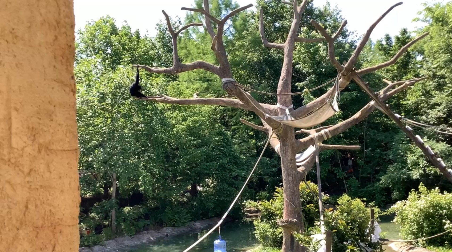 The Islands - Columbus Zoo - Siamang Island