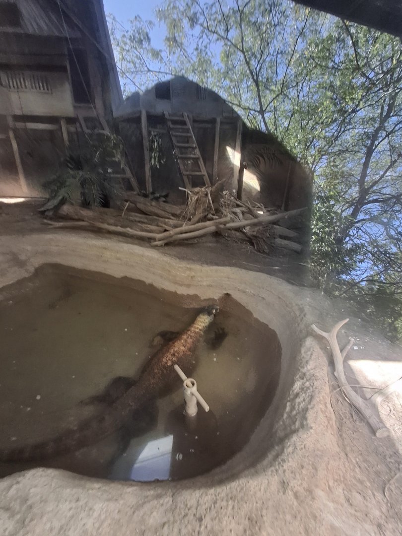 The Islands- Komodo Dragon