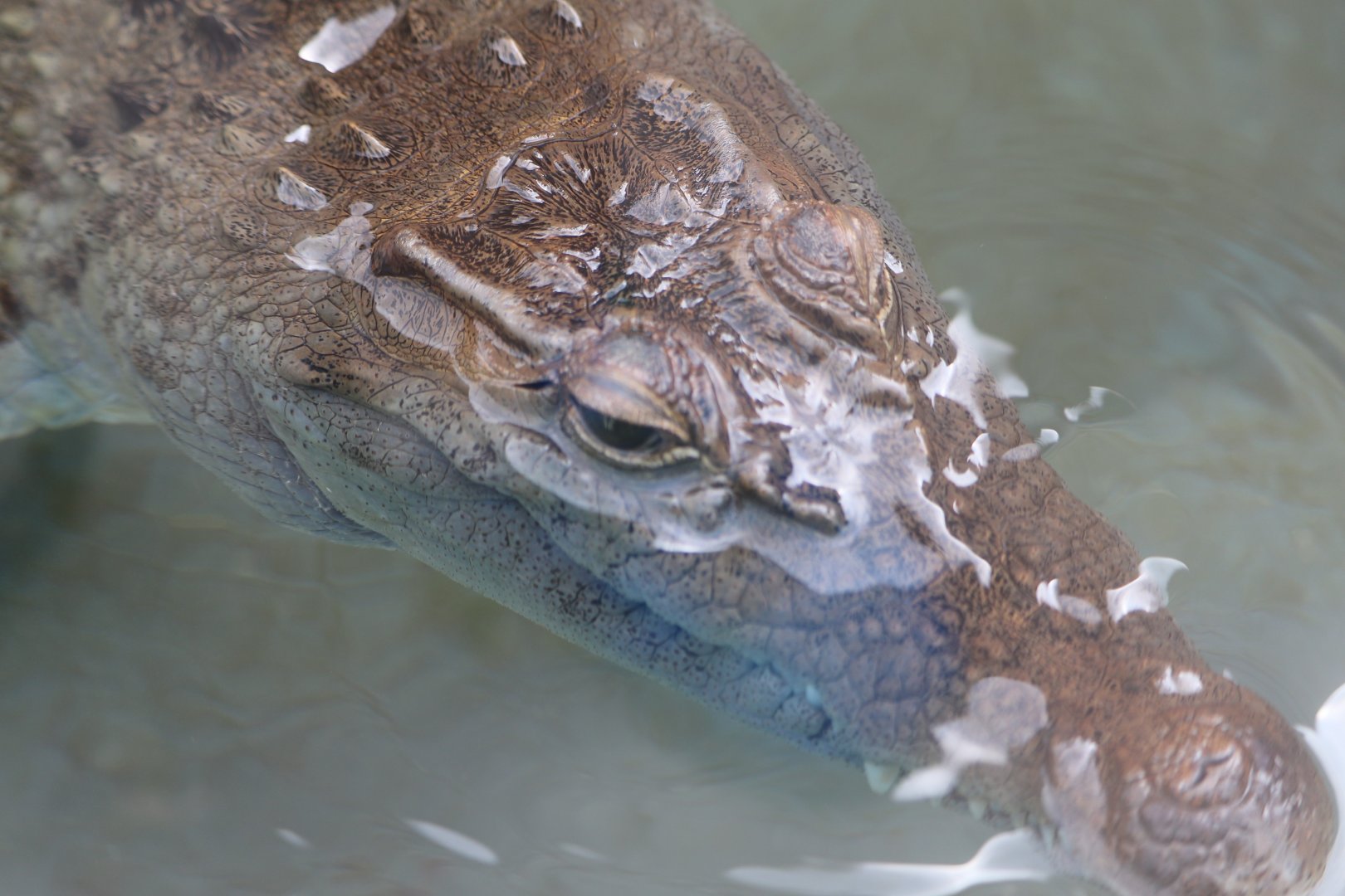The Islands - Philippine Crocodile