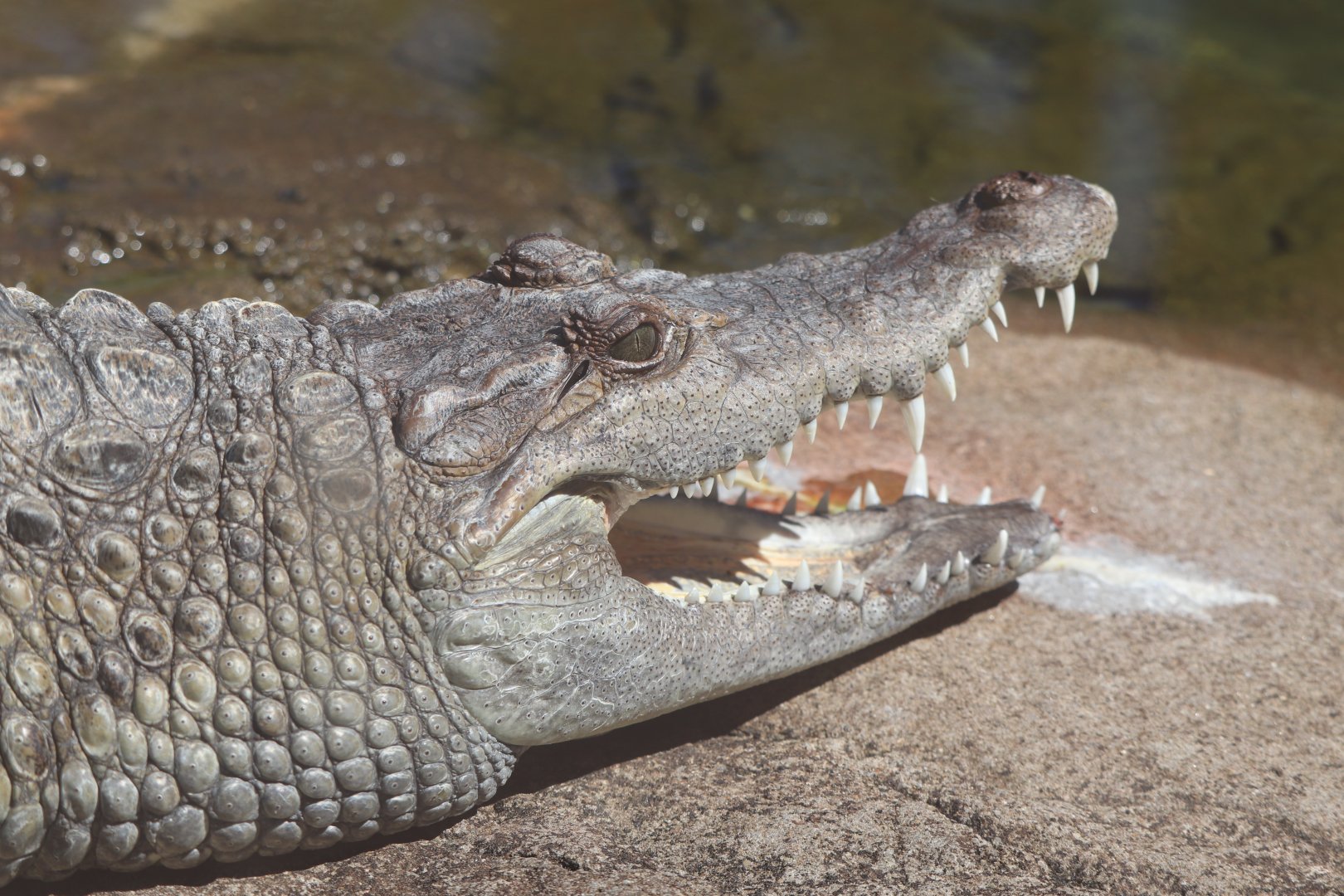 The Islands - Philippine Crocodile
