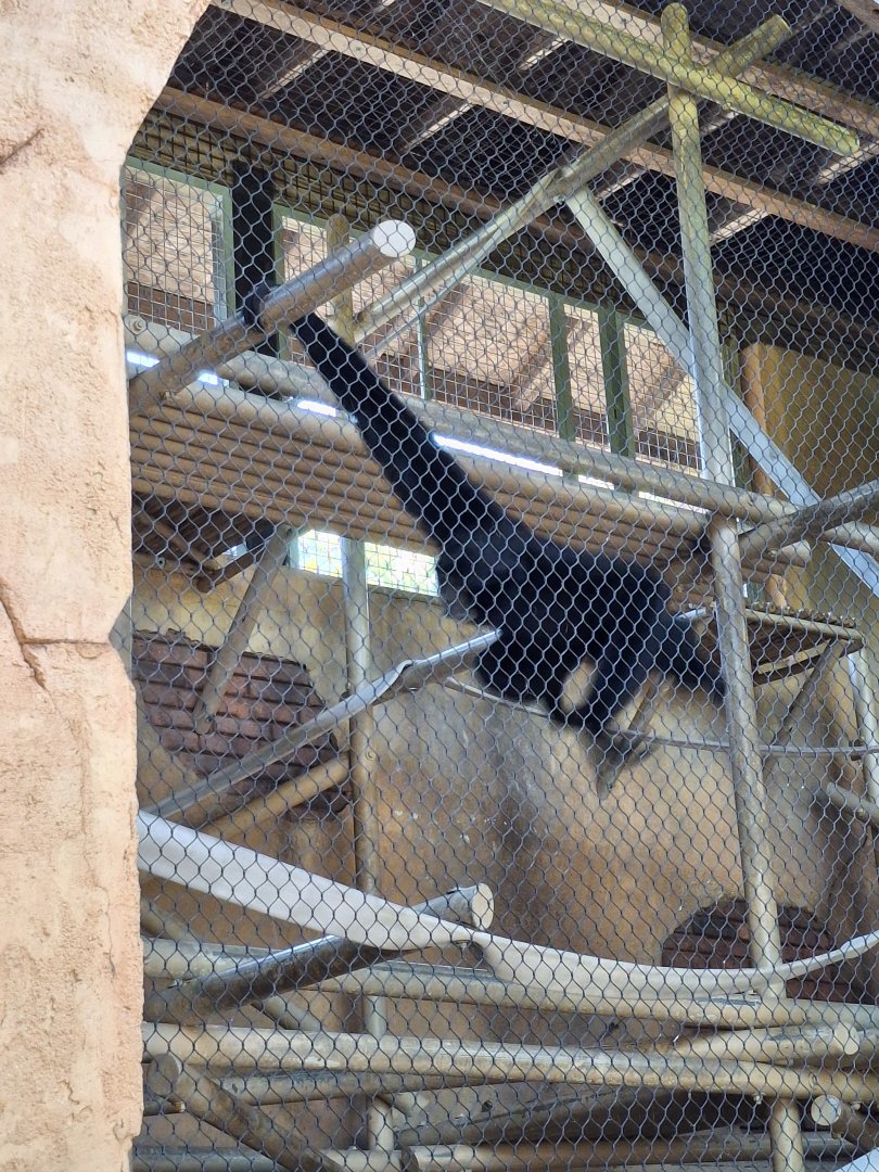 The Islands- Siamang Mid-swing