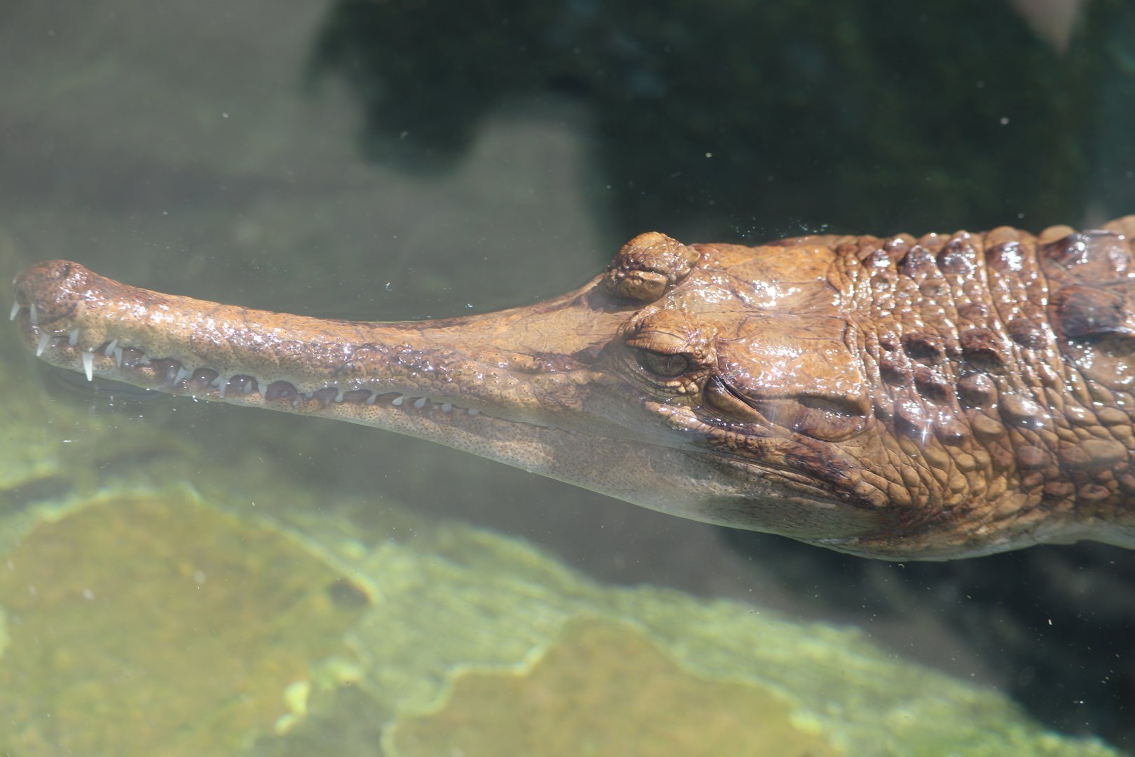 The Islands - Tomistoma