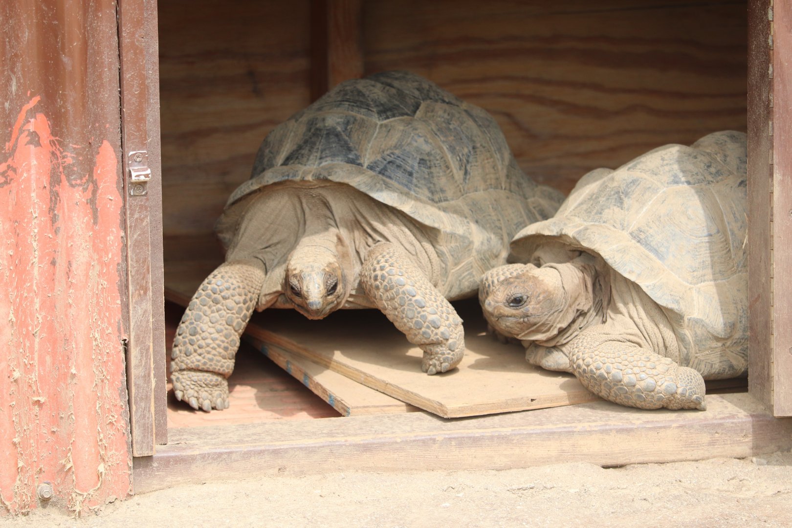 The Islands - Tortoise