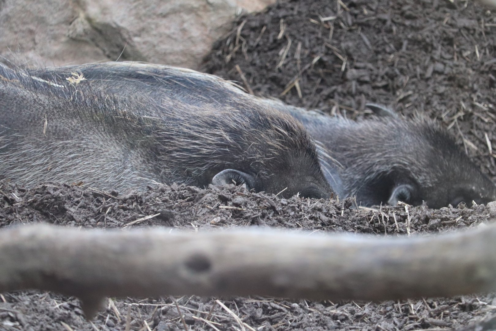 The Islands - Visayan Warty Pig