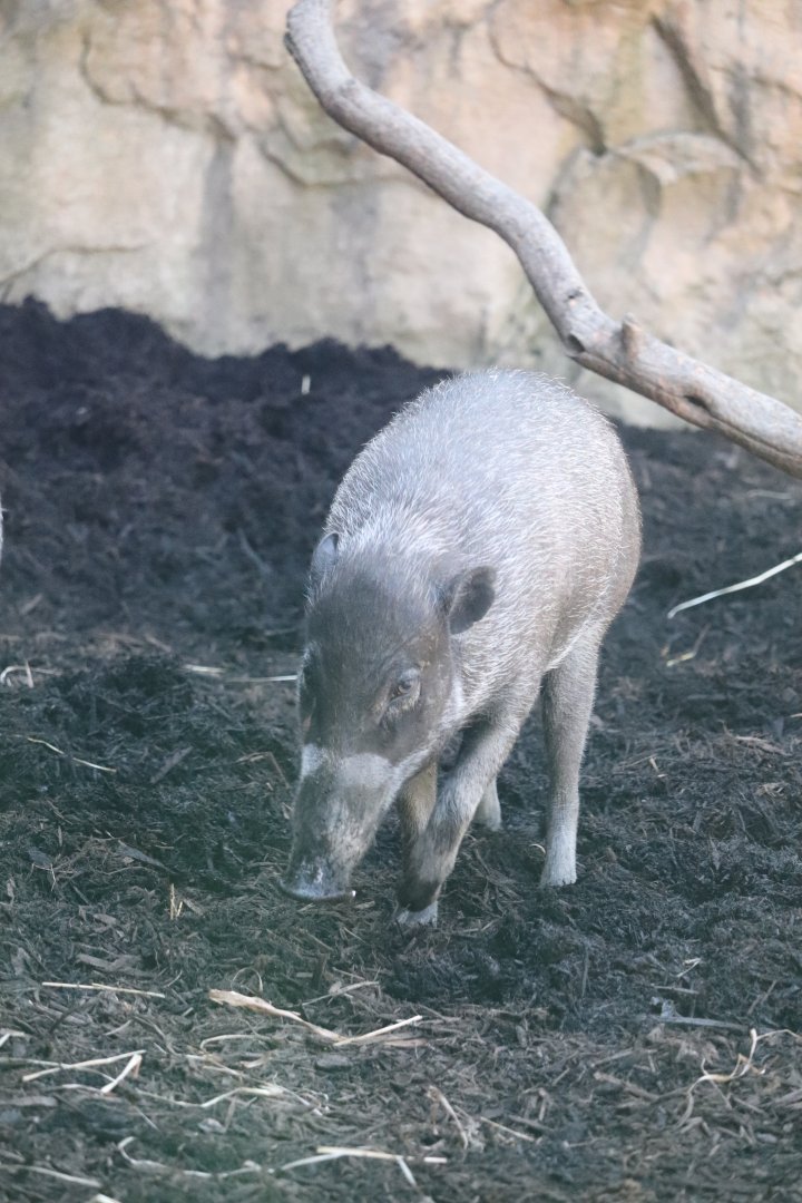 The Islands - Visayan Warty Pig