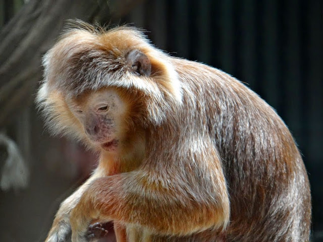 The Javan lutung (Trachypithecus auratus)