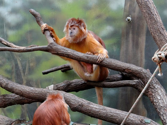 The Javan lutung (Trachypithecus auratus)