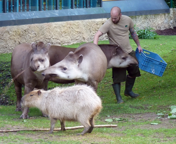 The Job Of My Dreams (6-8-17 Zoo Köln)