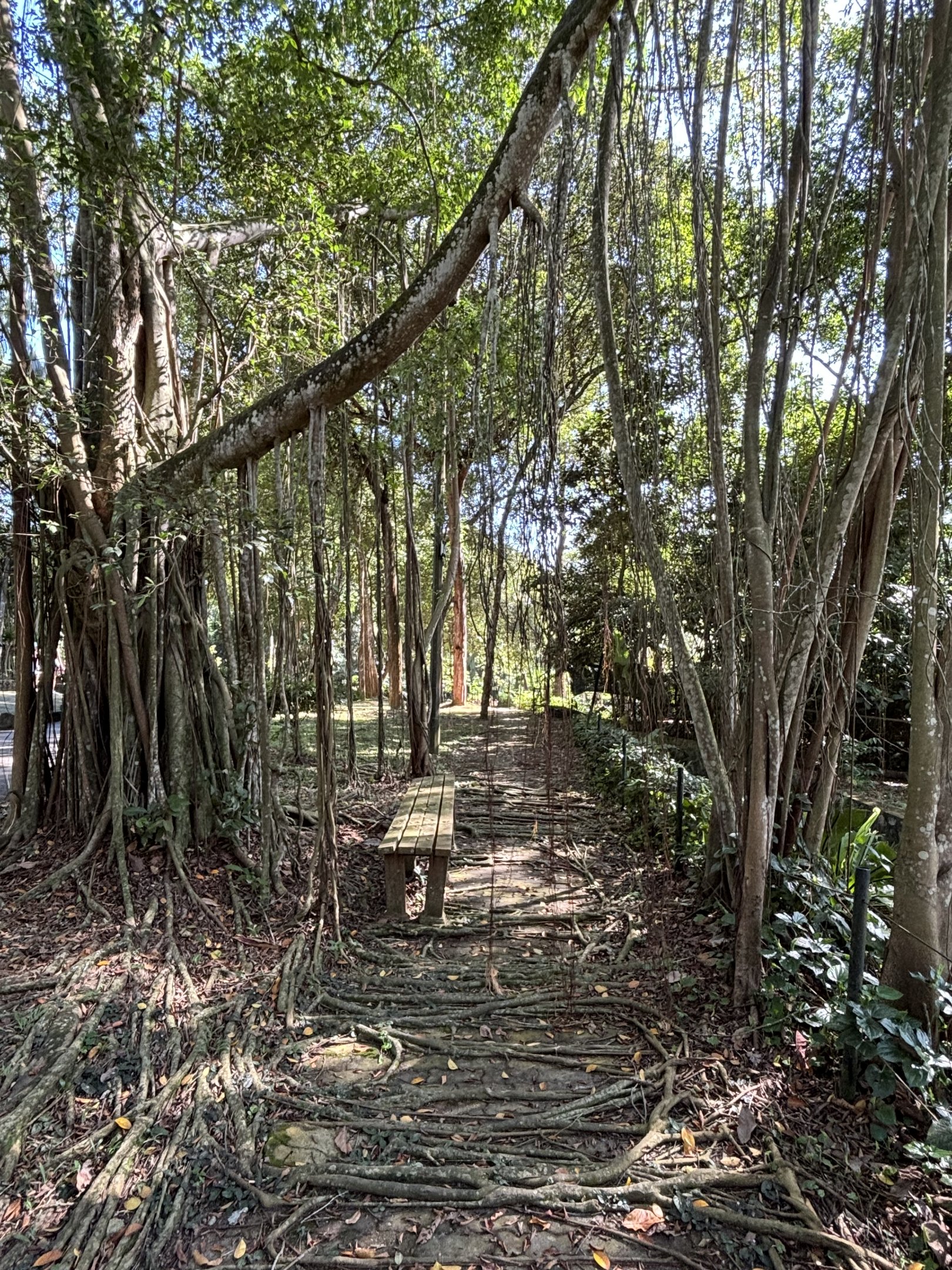 The jungle takes over the pathways