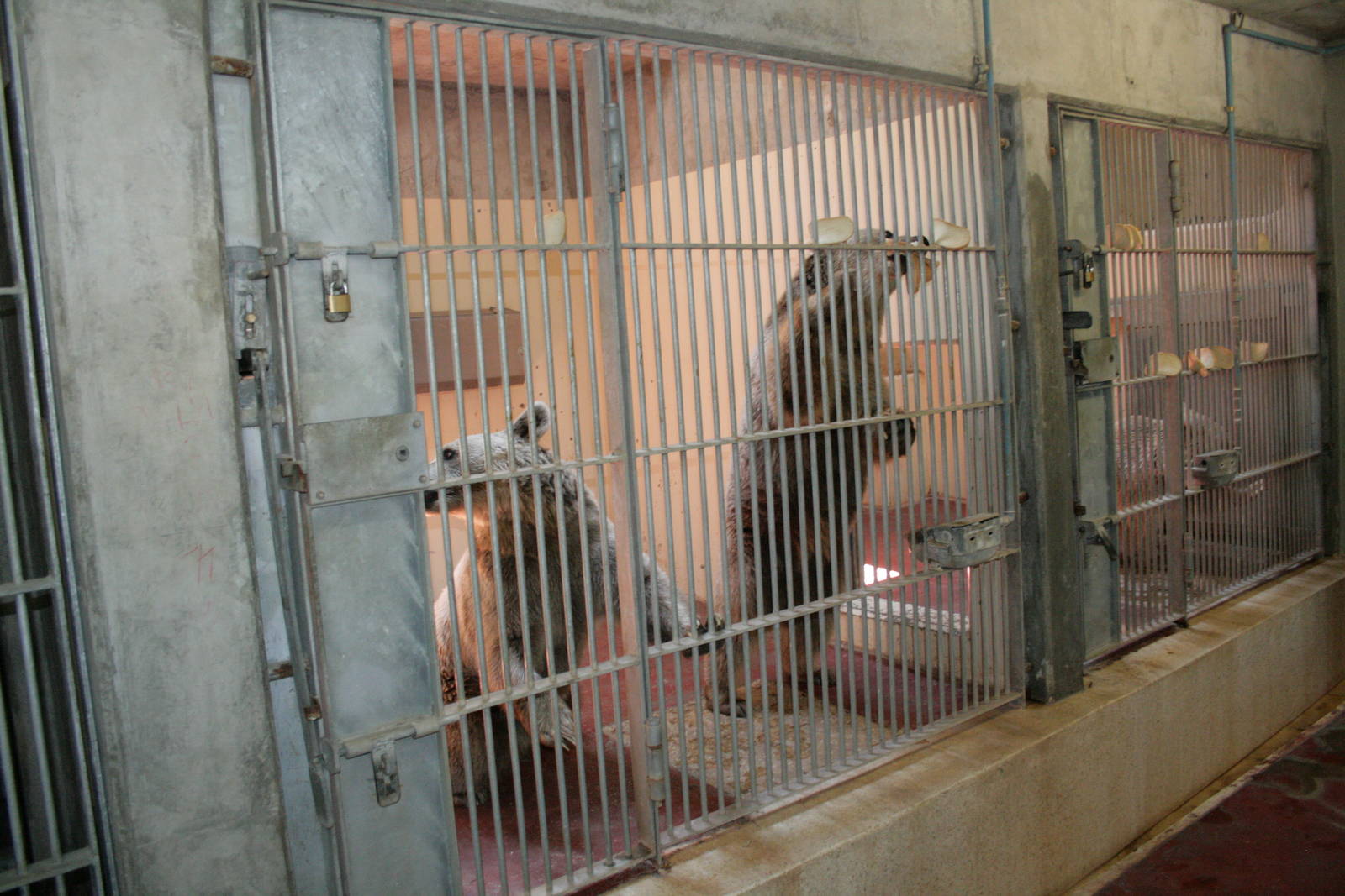 The keeper feed the bears