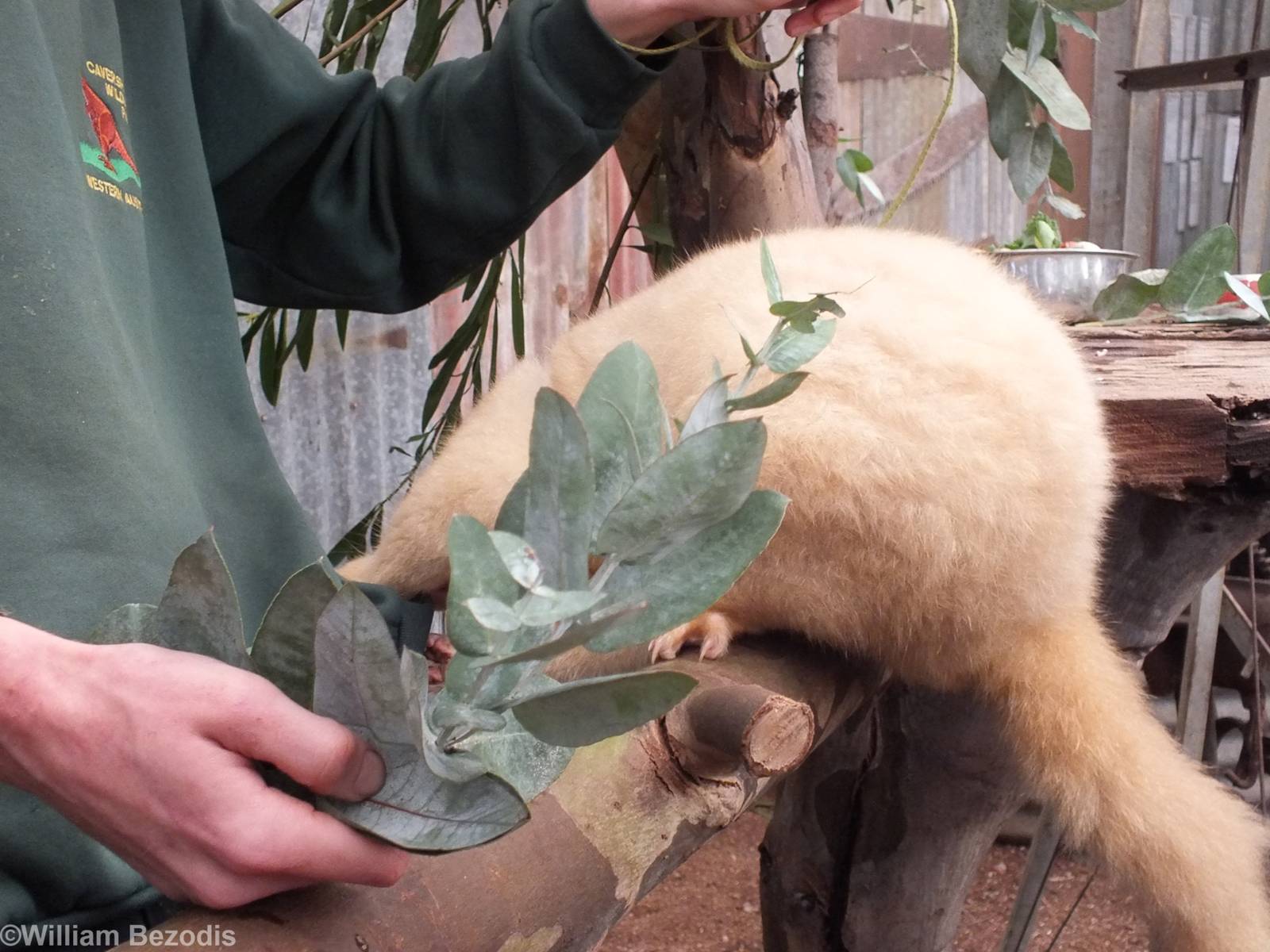The Keeper's Pocket is Much Tastier than the Leaves! - Caversham Wildlife P