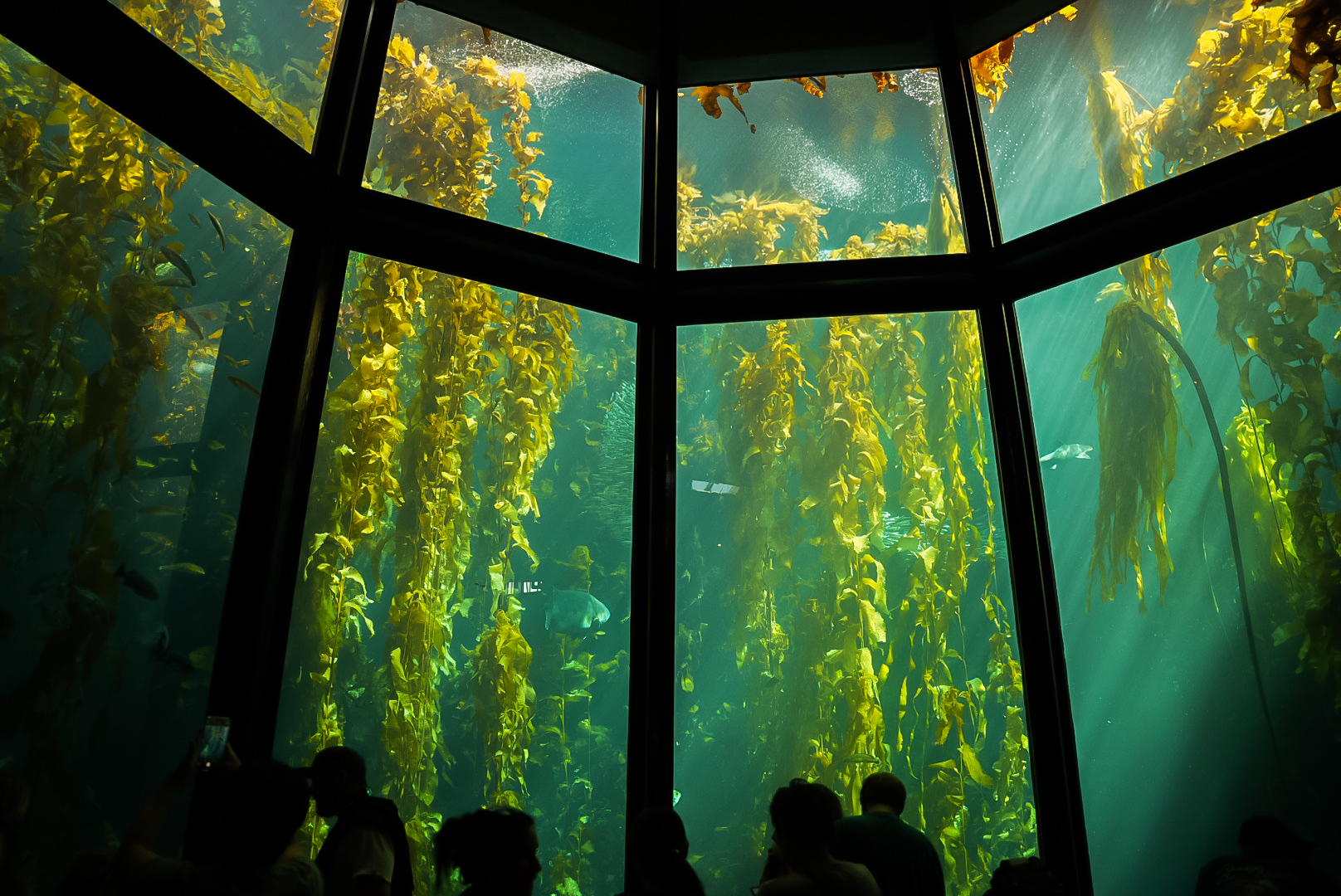 The Kelp Forest (main window)