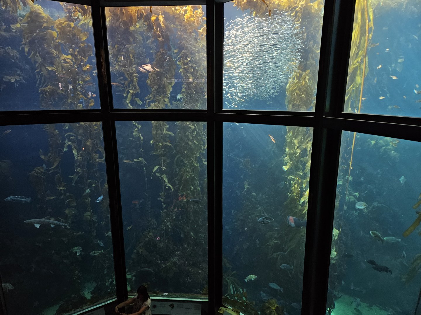 'The Kelp Forest' (second floor view)