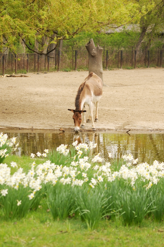 The kiang takes a drink