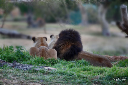 the king and his queens