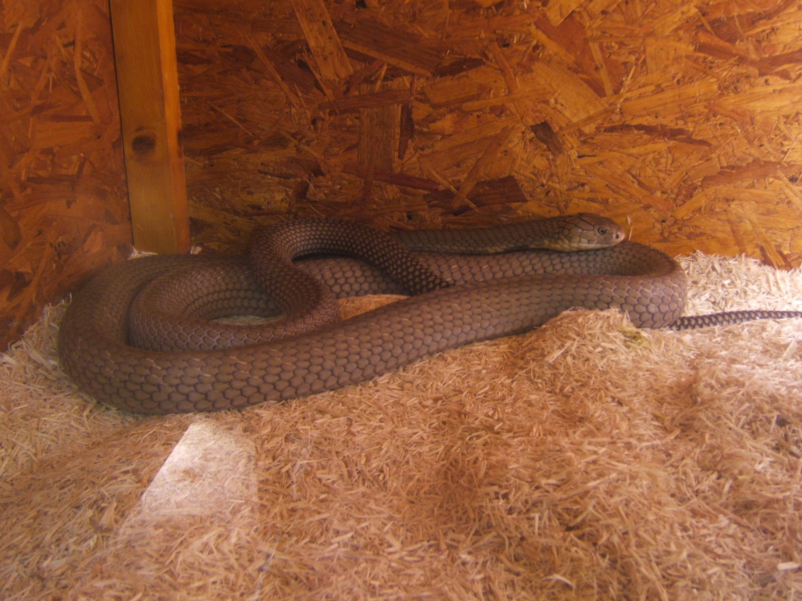 The King Cobra Sanctuary