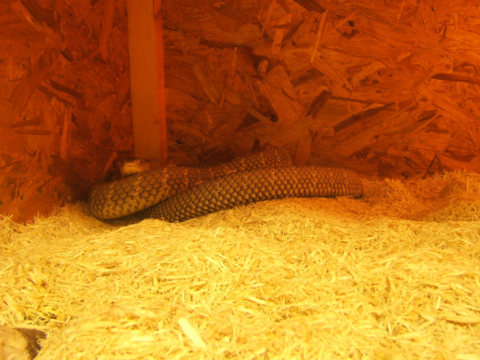 The King Cobra Sanctuary