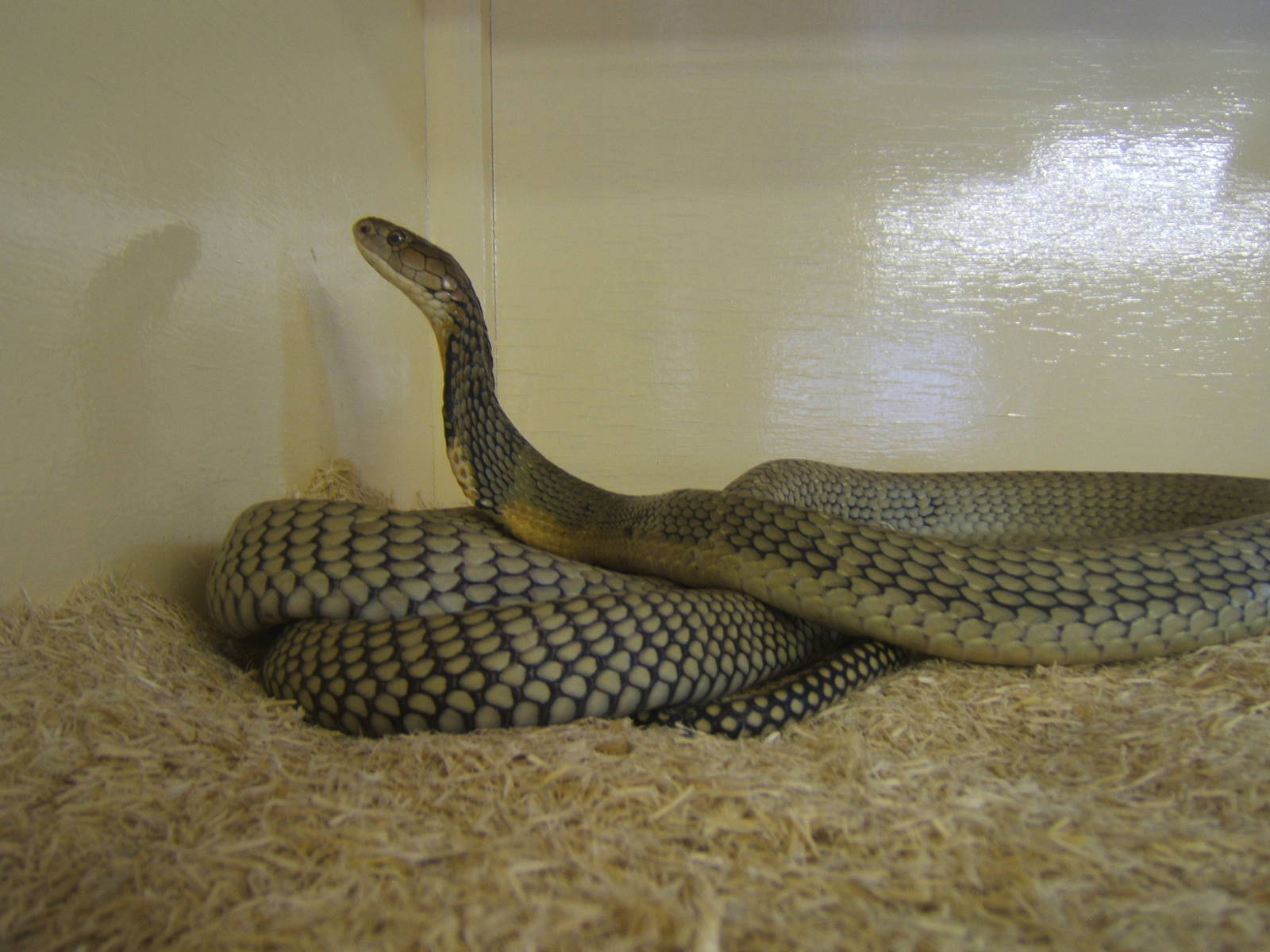 The King Cobra Sanctuary
