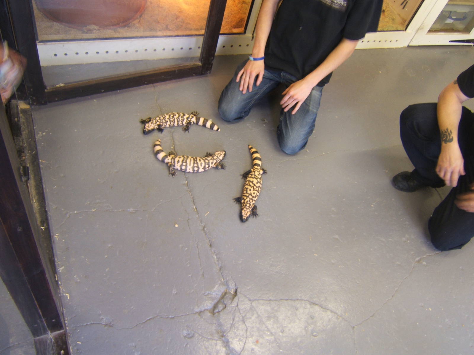 The King Cobra Sanctuary