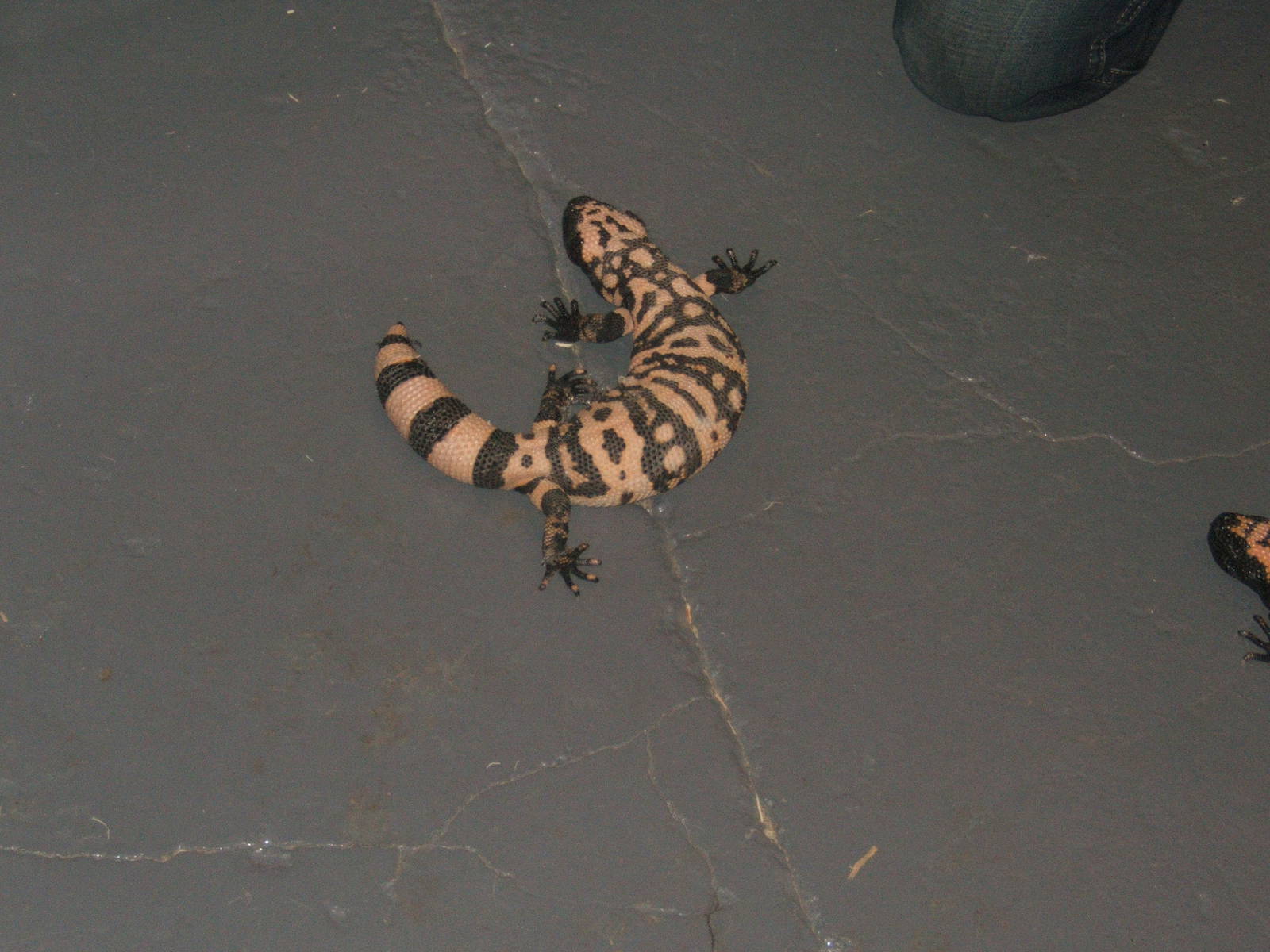 The King Cobra Sanctuary