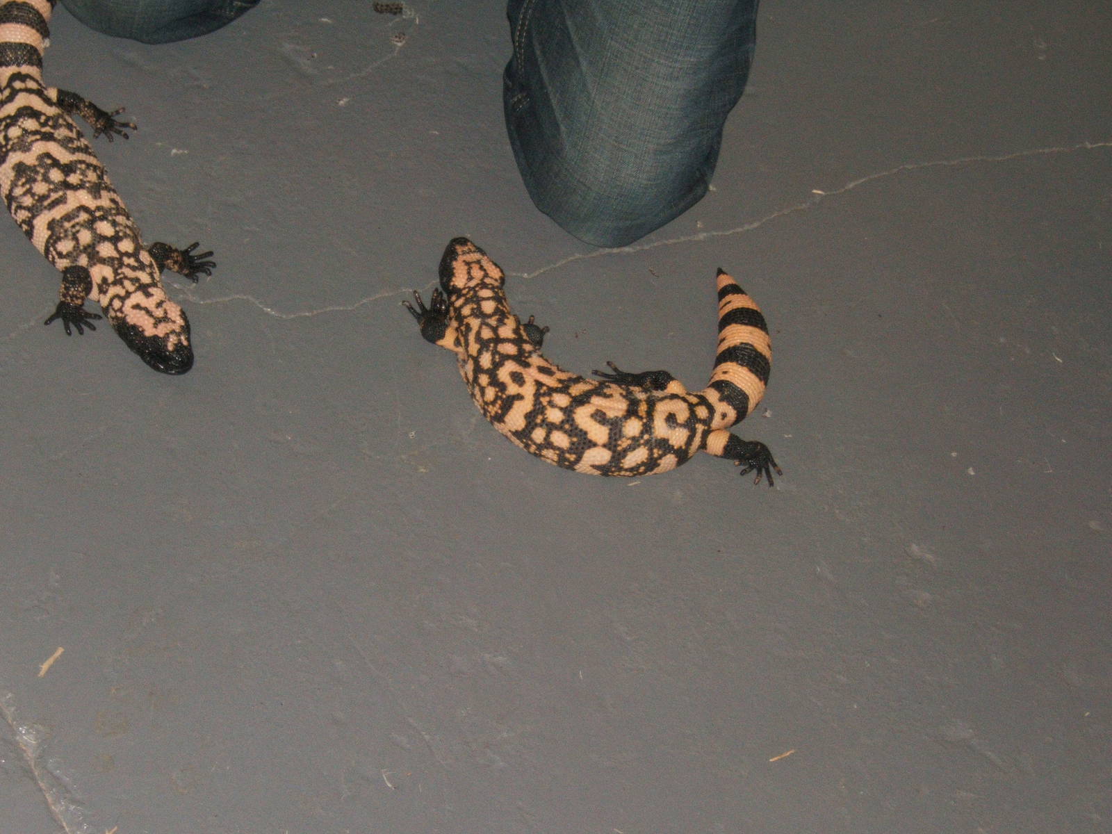 The King Cobra Sanctuary