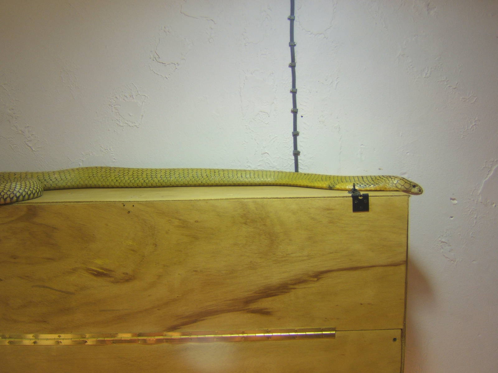 The King Cobra Sanctuary