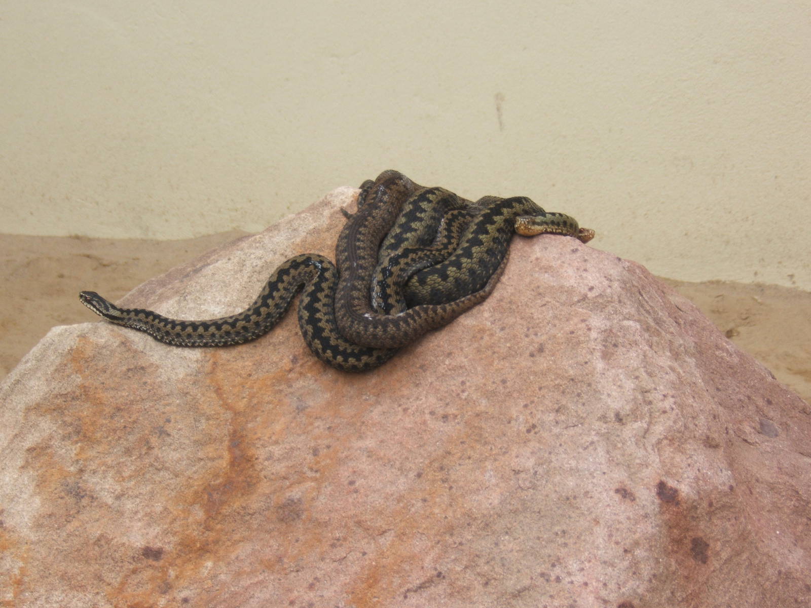 The King Cobra Sanctuary