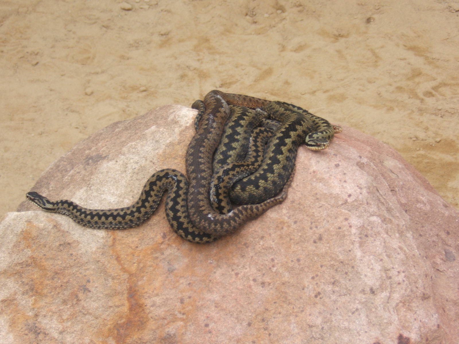 The King Cobra Sanctuary