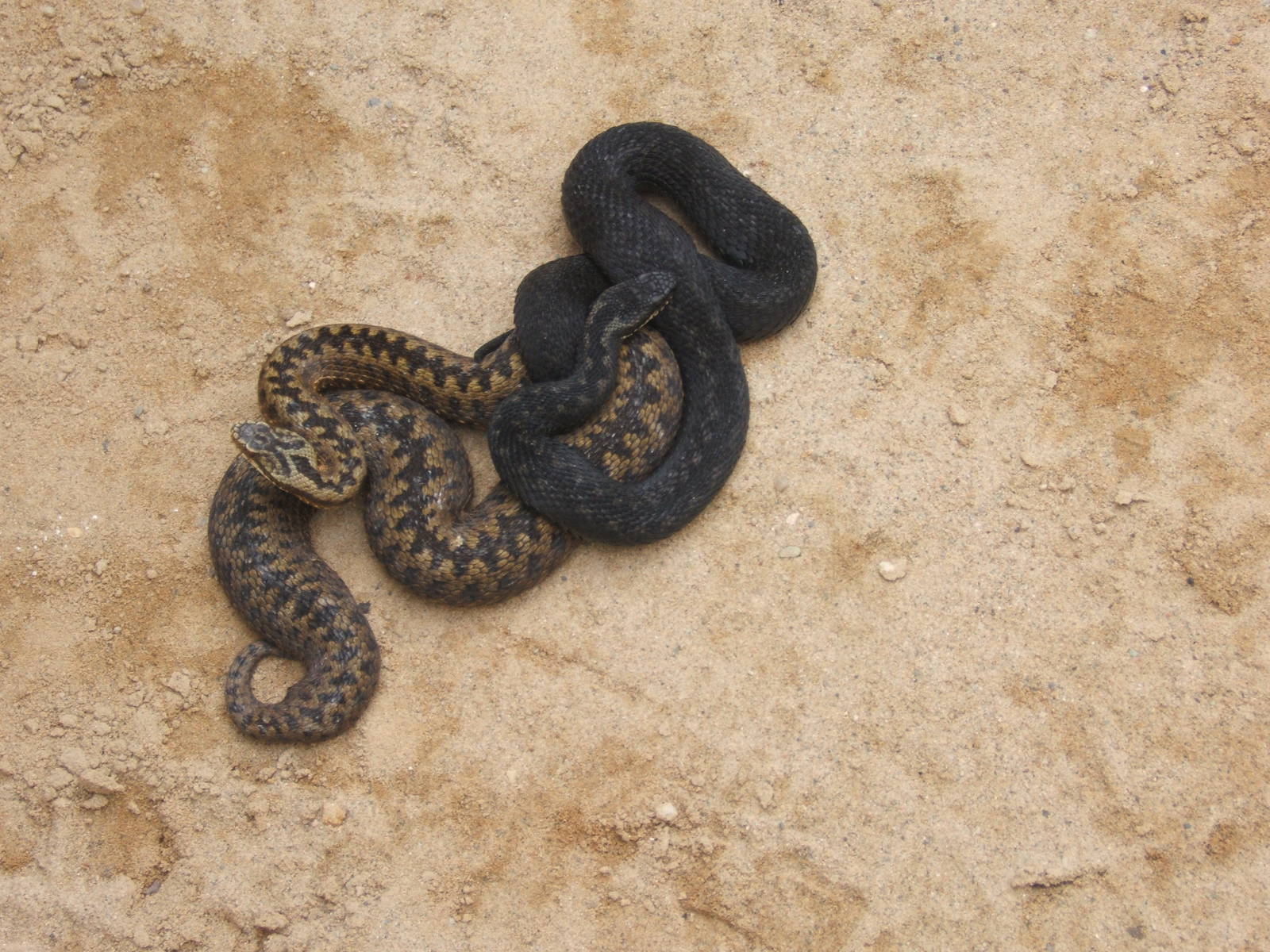 The King Cobra Sanctuary