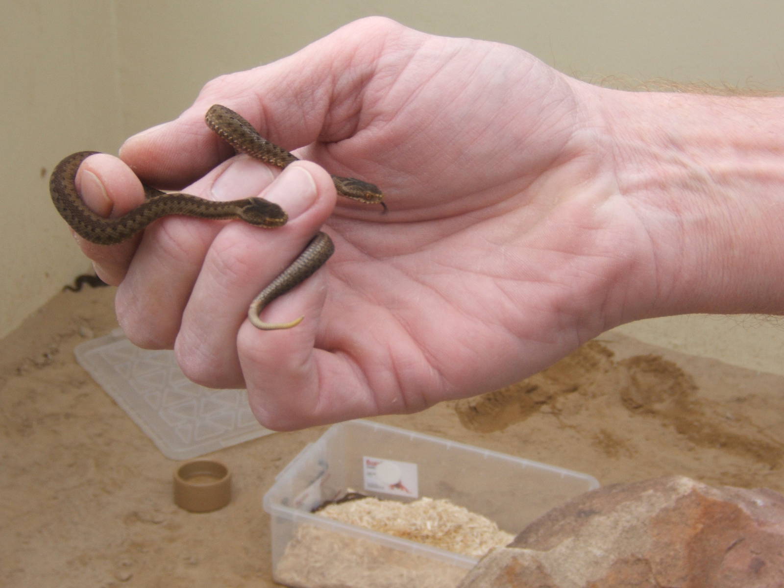 The King Cobra Sanctuary