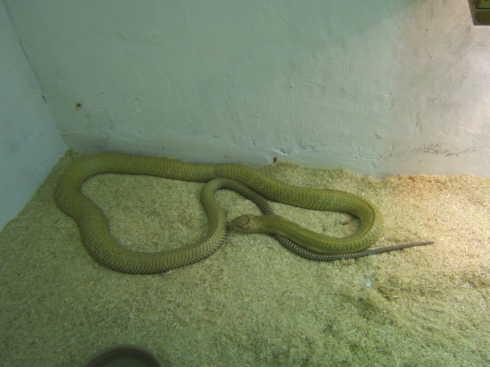 The King Cobra Sanctuary