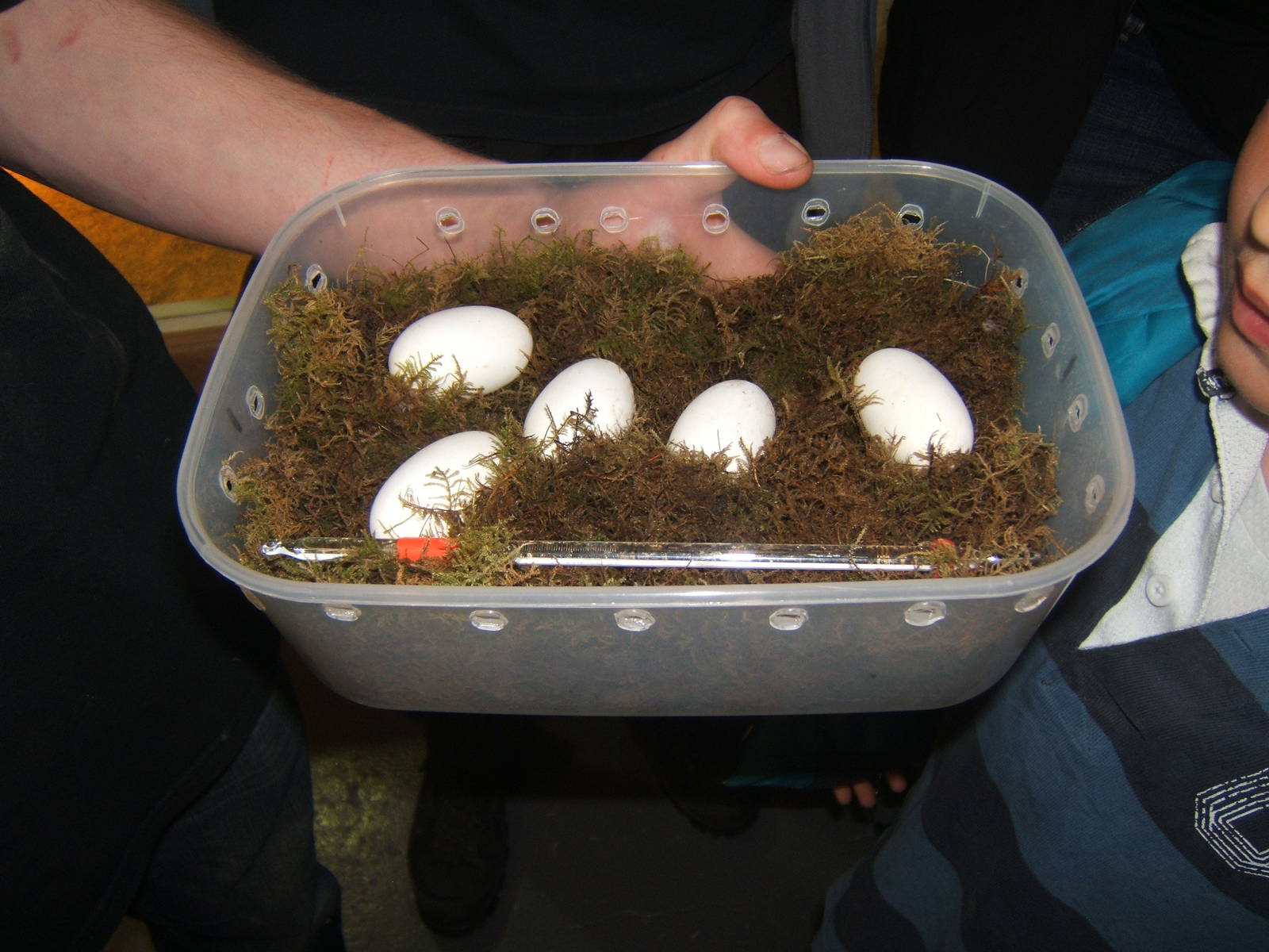 The King Cobra Sanctuary