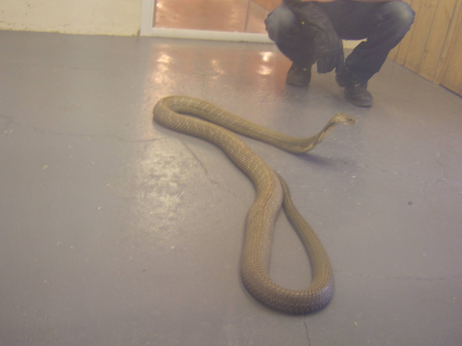 The King Cobra Sanctuary